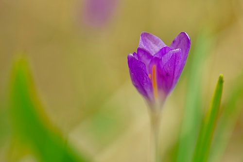 Krokusbloem, delicaat en filigraan afgebeeld