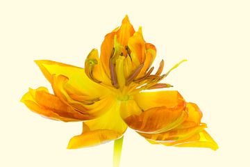 Kunstwerk "Gelbe Tulpenblüte" van Monika Scheurer