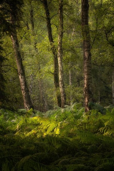 Trees with ferns by Moetwil en van Dijk - Fotografie