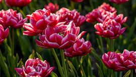 Red white tulips by Hans de Waay