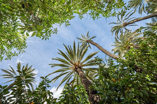 Palmbomen in El Palmeral, Spanje