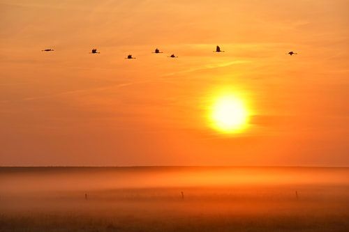 Vlucht van de kraanvogels
