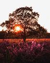 Heides in bloei bij Gasterse Duinen, Drenthe, Nederland van Marion Stoffels thumbnail
