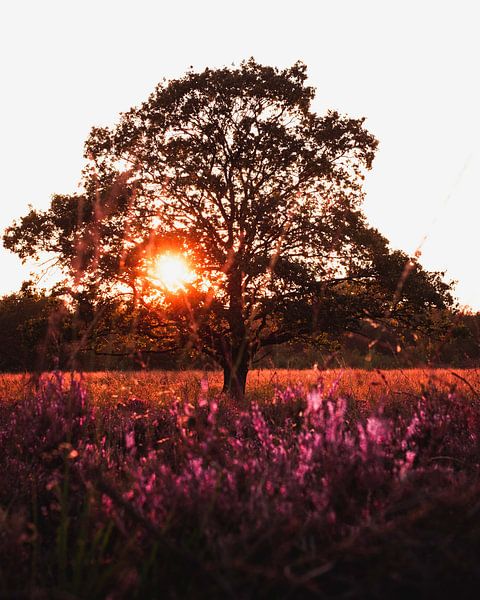 Heides in bloei bij Gasterse Duinen, Drenthe, Nederland van Marion Stoffels