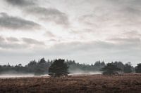 Een mistige Veluwe | De Veluwse heide