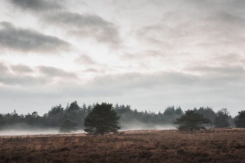 Un Veluwe brumeux | La lande du Veluwe
