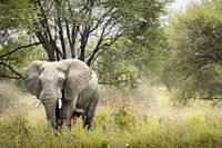 Olifant in zijn Natuurlijke Habitat