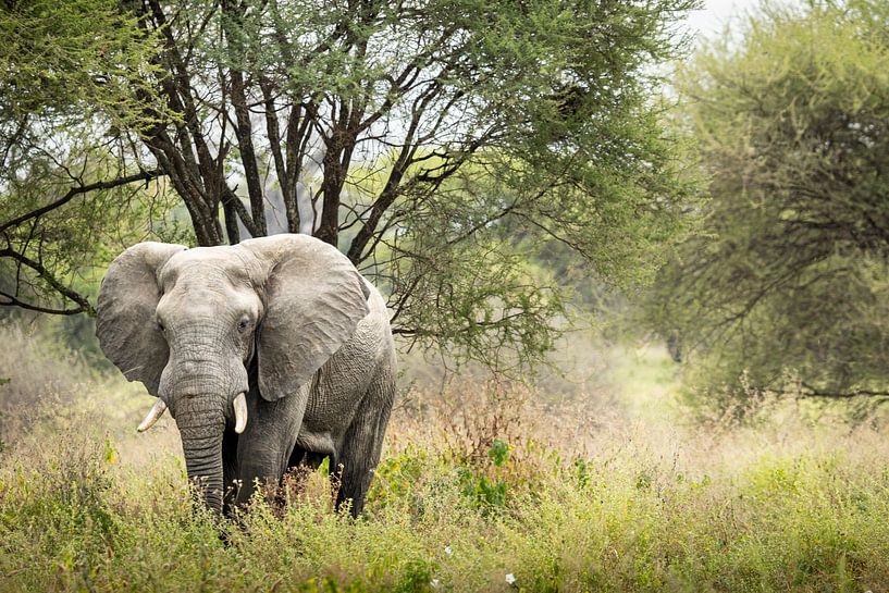 Olifant in zijn Natuurlijke Habitat van Dante van Rijn