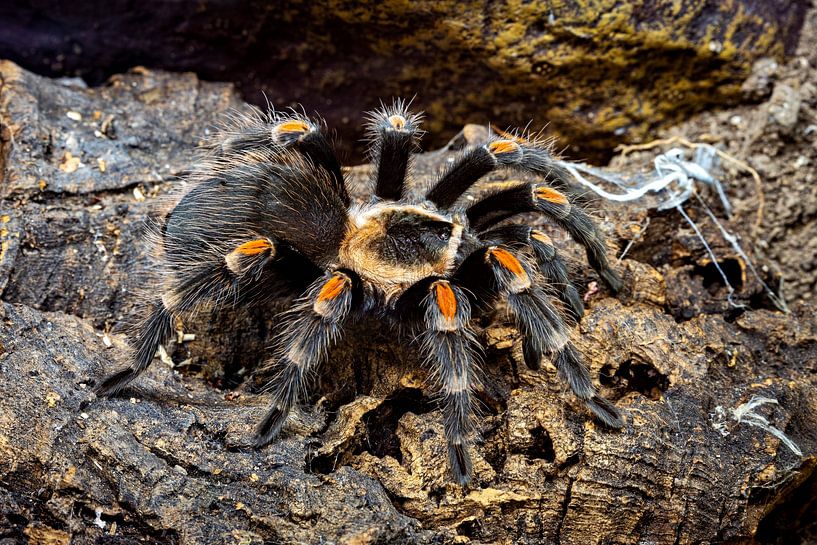 De Mexicaanse rode knie tarantula van Roland Brack