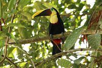 Toucan Costa Rica