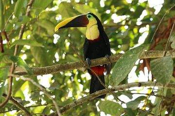 Toucan Costa Rica sur Ralph van Leuveren