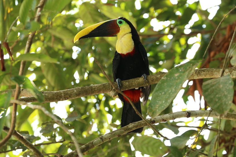 Toucan Costa Rica by Ralph van Leuveren