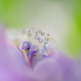 Sommer dream by Maria Ismanah Schulze-Vorberg