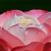 Joop Kuyvenhoven Profile picture