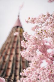 Cherry Blossom by Steffen Koch
