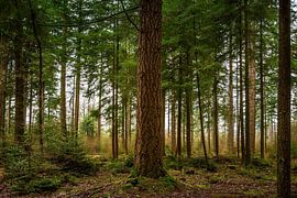 Tiefe im Wald von Sleenerzand von Alexander van der Molen