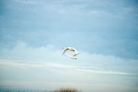Des cygnes dans les airs