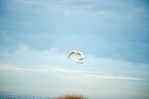 Zwanen vliegend in de lucht