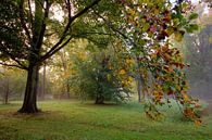 Autumn leaves van Dirk van Egmond thumbnail