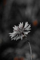 White flower