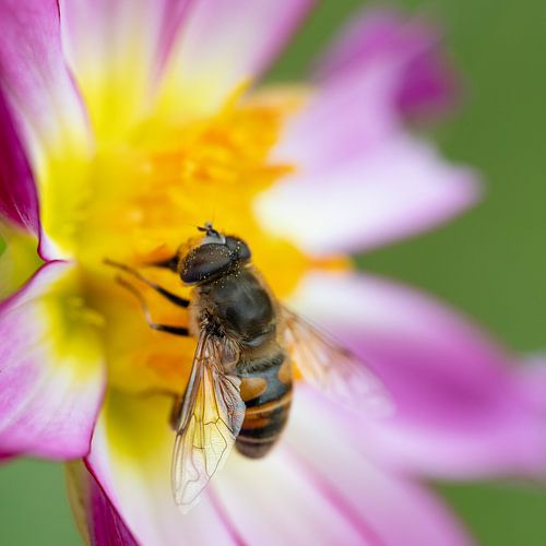 Abeille aveugle sur une fleur sur Lex van Doorn