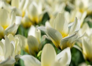 Weiße Tulpen von Gerda Hoogerwerf