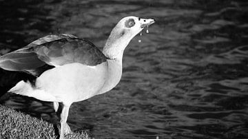 drinking bird  by Q Poulo