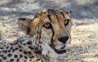 Kop van een Cheetah, Namibië van Rietje Bulthuis thumbnail