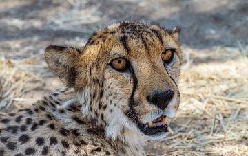 Kop van een Cheetah, Namibië van Rietje Bulthuis