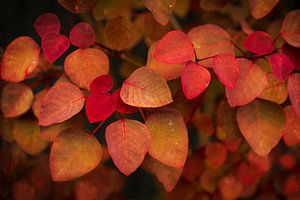 Autumn leaves sur Greetje van Son