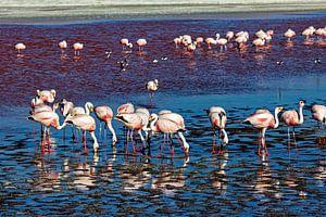 Die Flamingos der Laguna Colorada