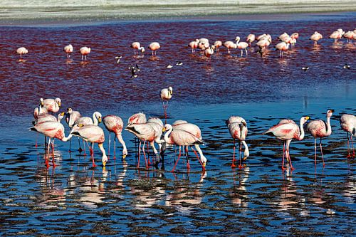 The flamingos of Laguna Colorada