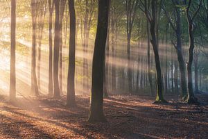 Zonnestralen in het bos van Vincent Fennis