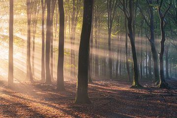 Sunbeams in the forest by Vincent Fennis