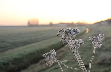 Frozen van Esther Leijten-Kupers