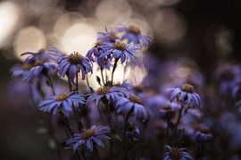 bloemen part 211 van Tania Perneel