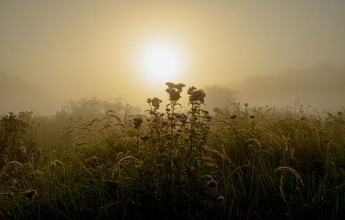 Broekpolder in de ochtend dauw