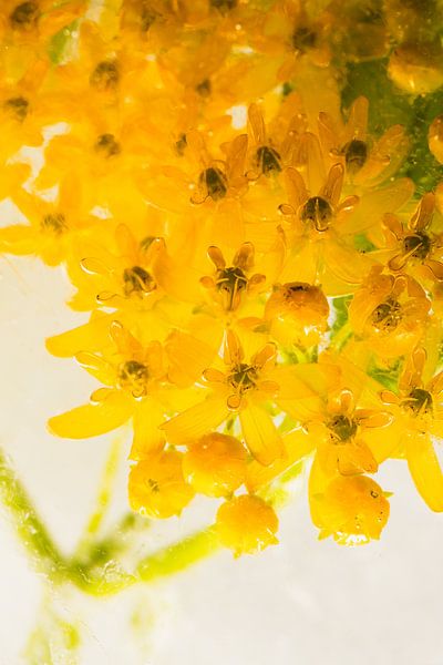 Gelbe Seidenblume in Eis 1 von Marc Heiligenstein