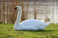 Un cygne dans le désert