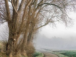 Morgennebel von Michael Schulz-Dostal