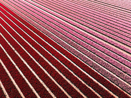 Reihen roter und rosa Tulpen im Noordoostpolder von Bas van der Gronde
