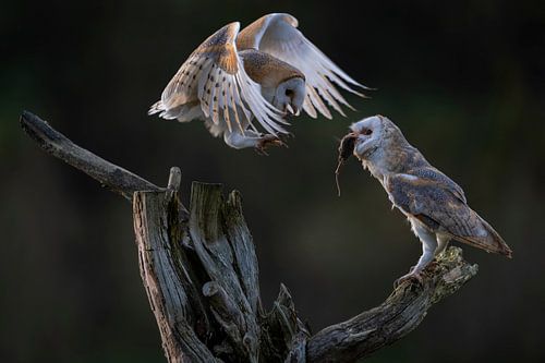Feeding Barn Owl