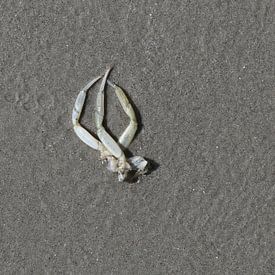 Op het strand van Matthias Brix