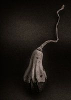 Gourds No 12