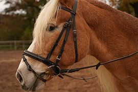 Photoshooting with light brown Haflinger with beige mane