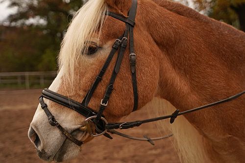Fotoshoot met lichtbruine Haflinger met beige manen