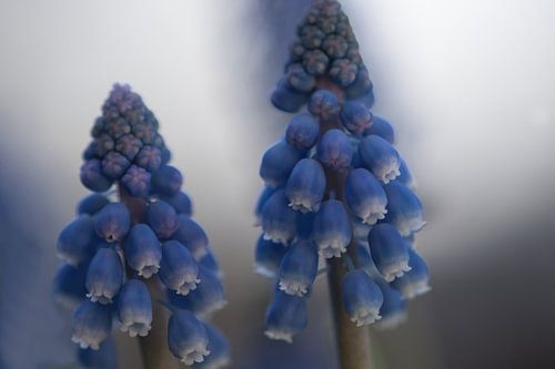 Muscari, lente door de blauwe druif hyacint