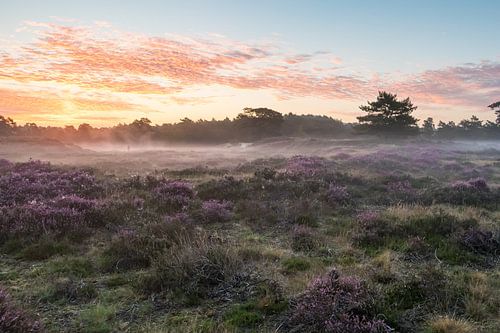 Zonsopkomst op de heiden van Utrechtse Heuvelrug