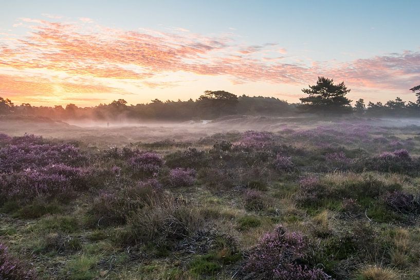Sunrise on the moors of Utrechtse Heuvelrug by Peter Haastrecht, van
