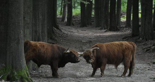 Vechten voor mijn status